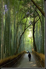 bambu_japones